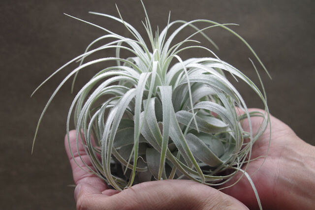 チャペウエンシス・チュリフォルミス　輸入株 チャペウエンシス チュリフォルミス 01号 | air-plants TENGU-DO