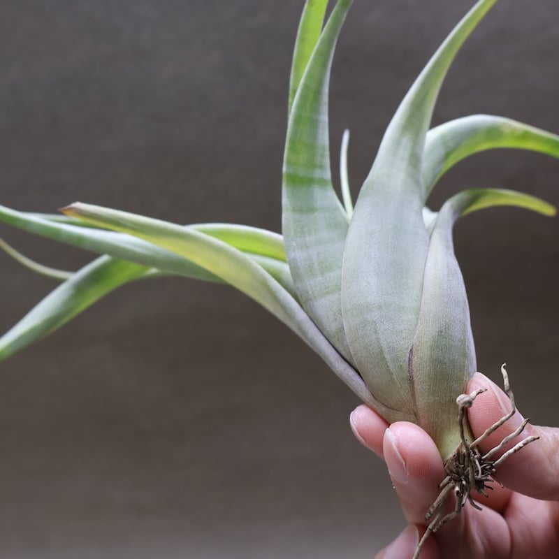 フレクスオーサ 15号 | air-plants TENGU-DO