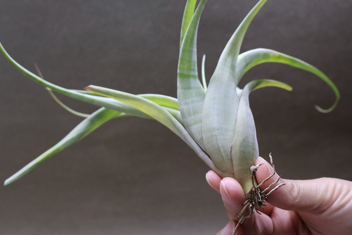 フレクスオーサ 15号 | air-plants TENGU-DO