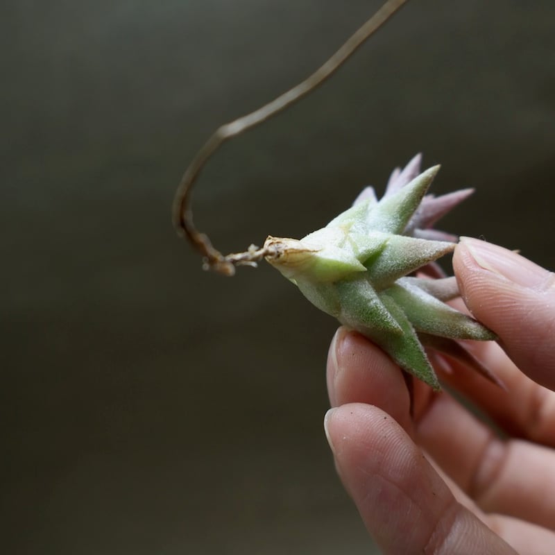 イオナンタ バンハイニンギー ミノール 04号 | air-plants TENGU-DO