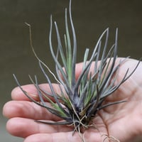 レアジュエル（フンキアナ xイオナンタストリクタ ）01号 | air-plants