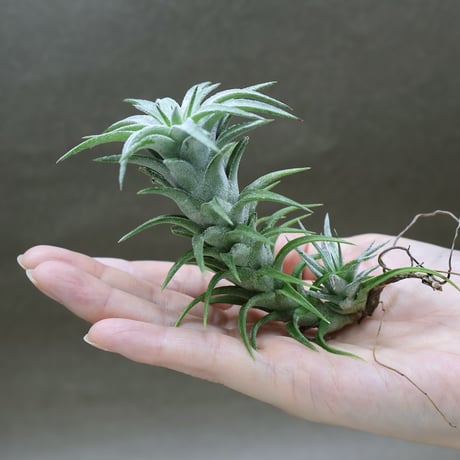 air-plants TENGU-DO