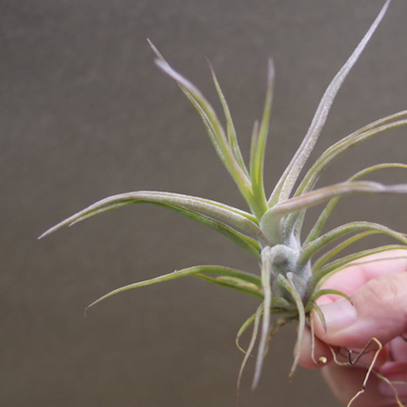 ティムズツイスター × レックス 02号 | air-plants TENGU-DO