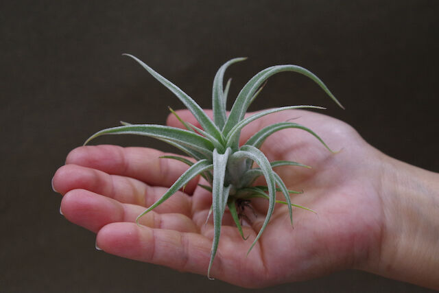 ベアコレアーレ × カプトメドーサエ ソノランスノー 03号 | air-plants