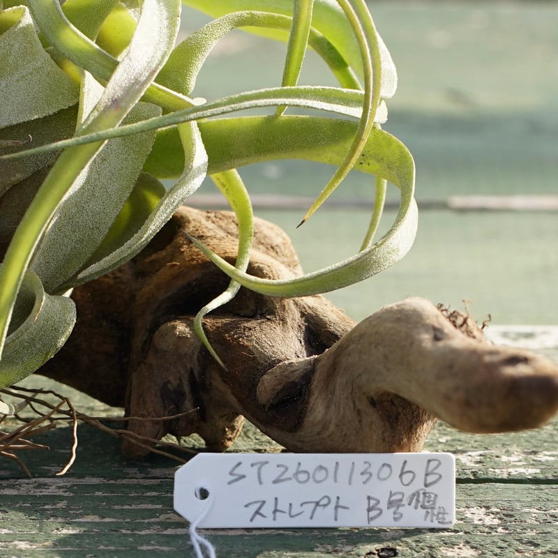 スタッフ特選】ストレプトフィラ 子株 B号 | air-plants TENGU-DO
