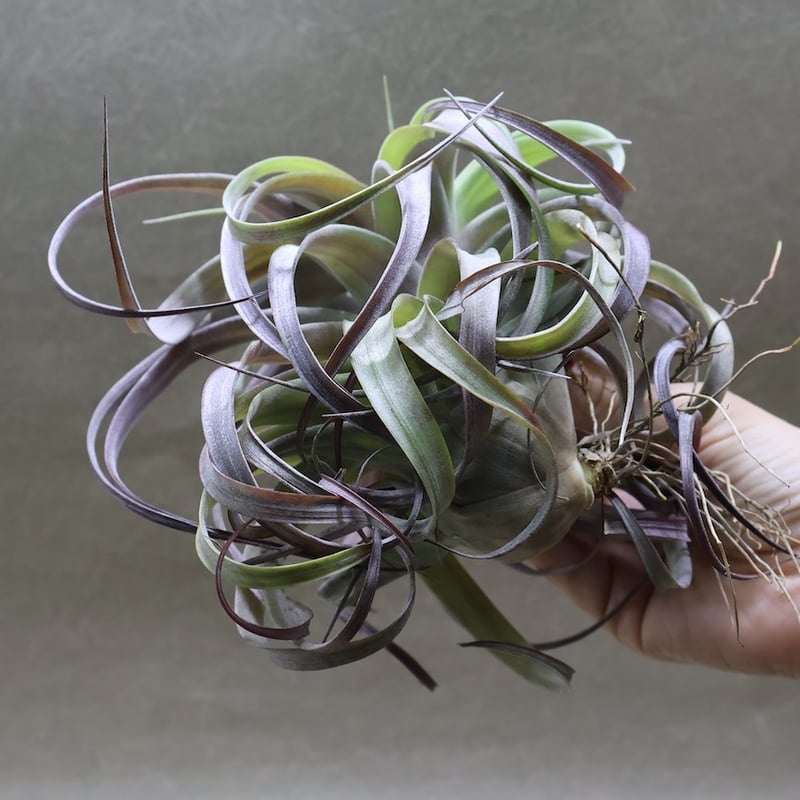 ラブノット（カピタータ×ストレプトフィラ）71号 | air-plants TENGU-DO
