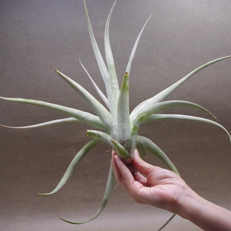 パドレ（ローランドゴッセリニーxチアペンシス）04号 | air-plants