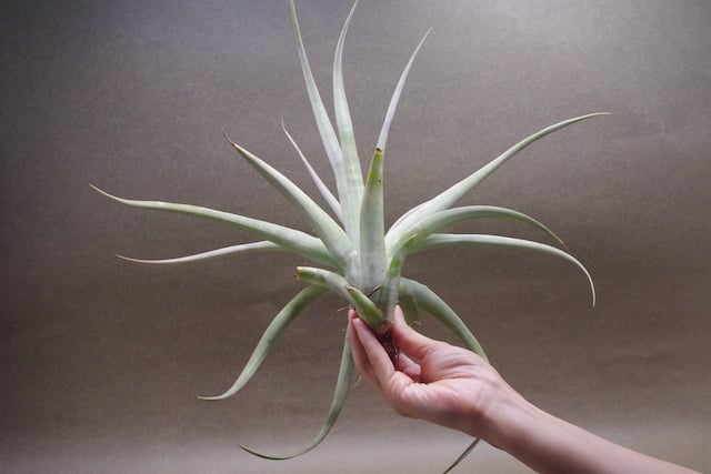 パドレ（ローランドゴッセリニーxチアペンシス）04号 | air-plants