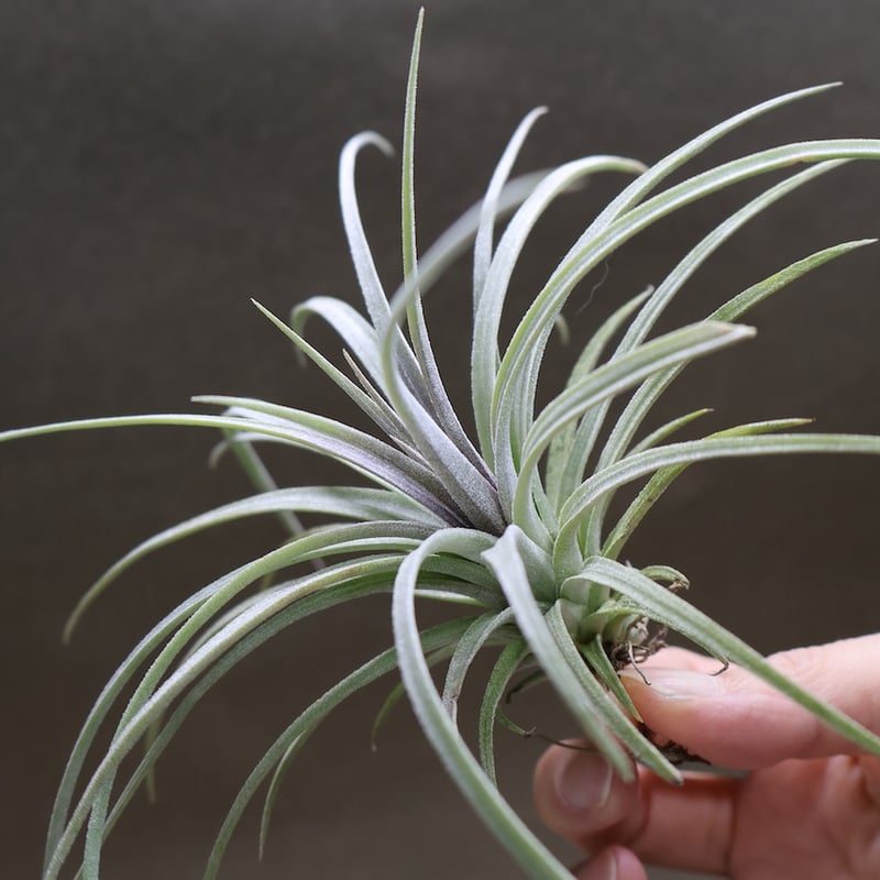 エクセルタ × イオナンタロン 04号 | air-plants TENGU-DO