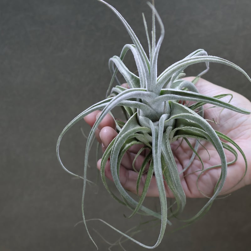 エーレルシアナ 36号 | air-plants TENGU-DO