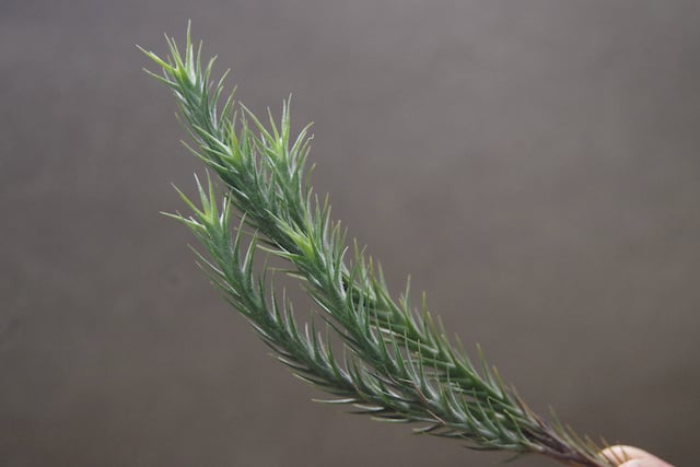 専用Tillandsia Tricholepis 速達発送 fit=scale-down,w=1200