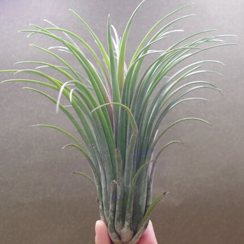 古典 チランジア Timm's Outburst Crested form 植物/観葉植物 - www