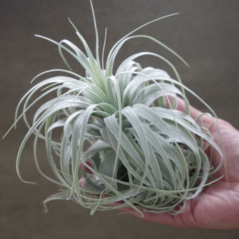 チャペウエンシス チュリフォルミス 01号 | air-plants TENGU-DO