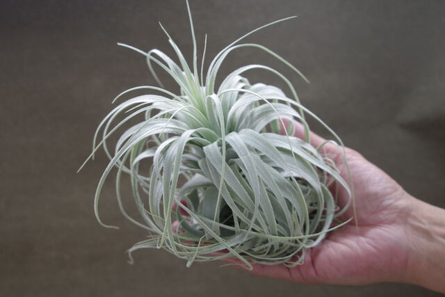 チャペウエンシス・チュリフォルミス　輸入株 チャペウエンシス チュリフォルミス 01号 | air-plants TENGU-DO