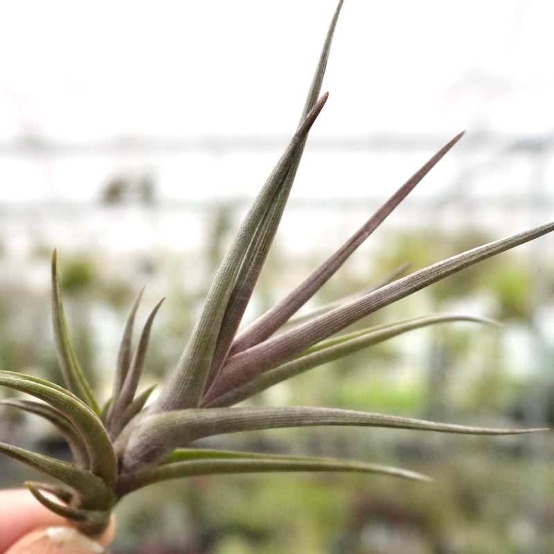 スタッフ特選】ゼチェリ | air-plants TENGU-DO