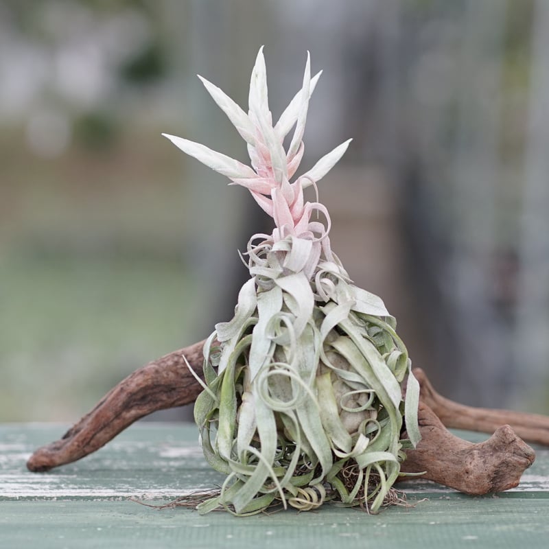 スタッフ特選】ストレプトフィラ Lサイズ 花芽付きA号 | air-plants