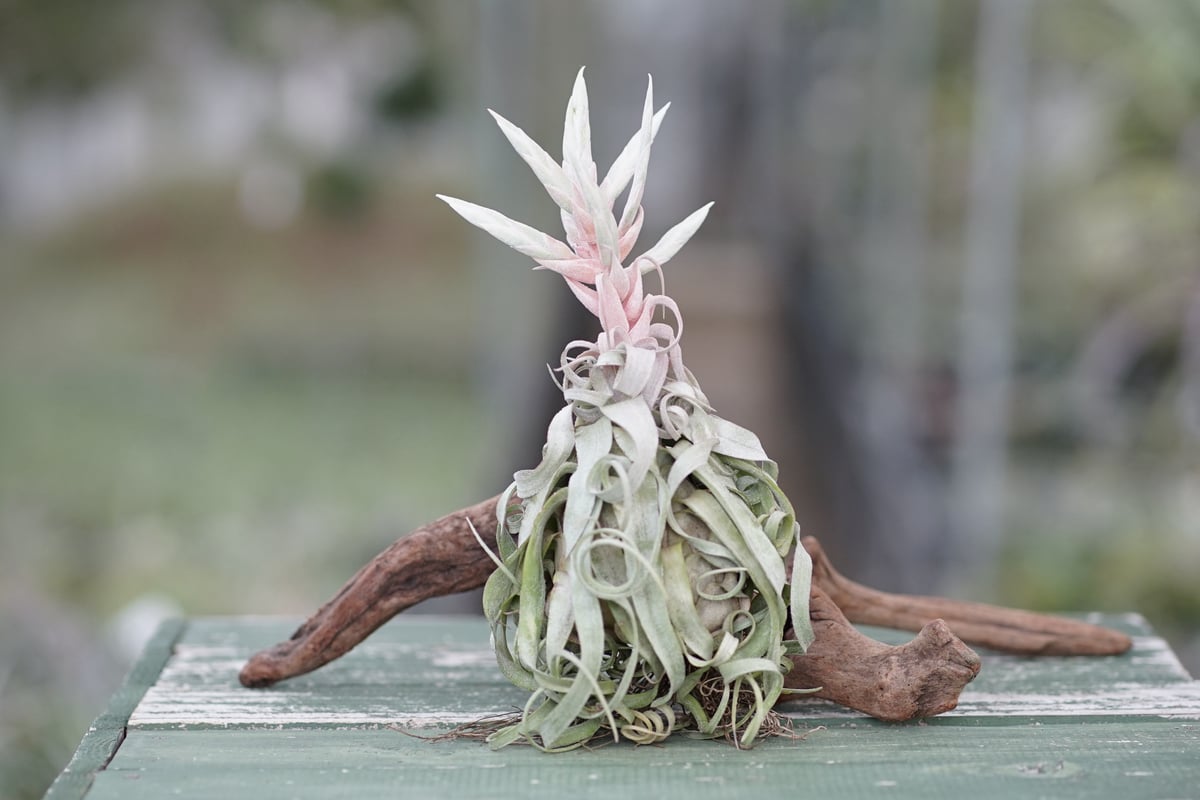 スタッフ特選】ストレプトフィラ Lサイズ 花芽付きA号 | air-plants