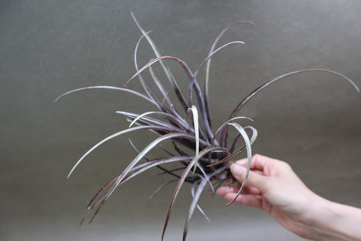 超希少❗️カピタータ　ドミンゲンシス✨ カピタータ ドミンゲンシス 43号 | air-plants TENGU-DO