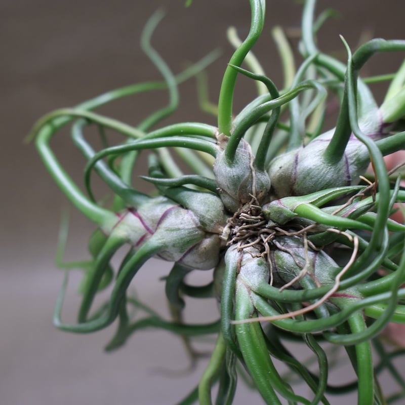 ブルボーサ クランプ 25号 | air-plants TENGU-DO