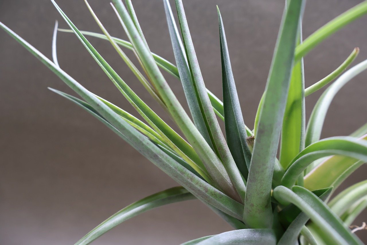 デュラティ × ラティフォリア 01号 | air-plants TENGU-DO