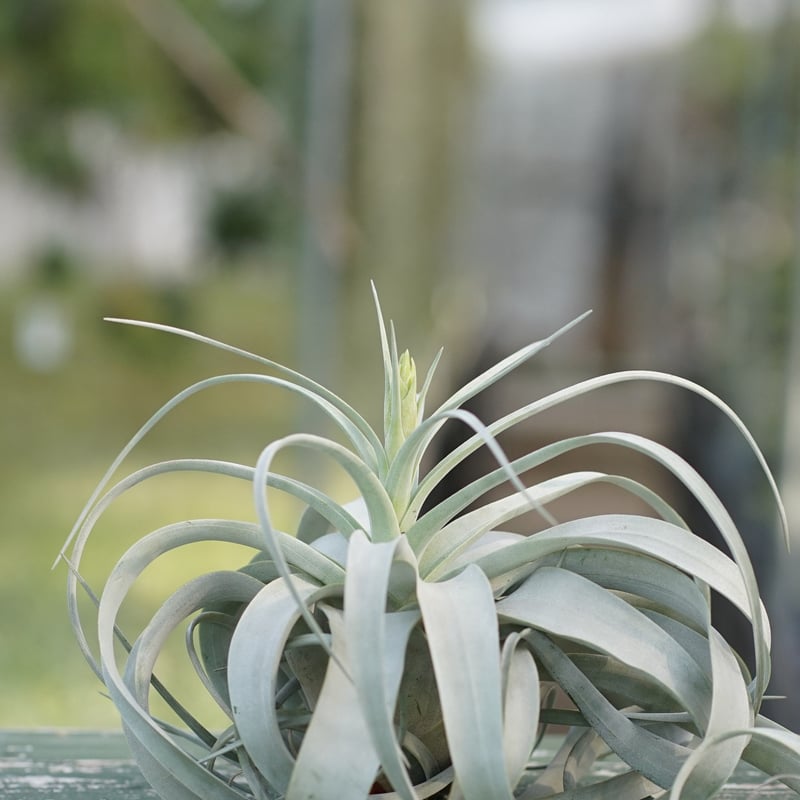 スタッフ特選】キセログラフィカ 花芽付き A号 | air-plants TENGU-DO