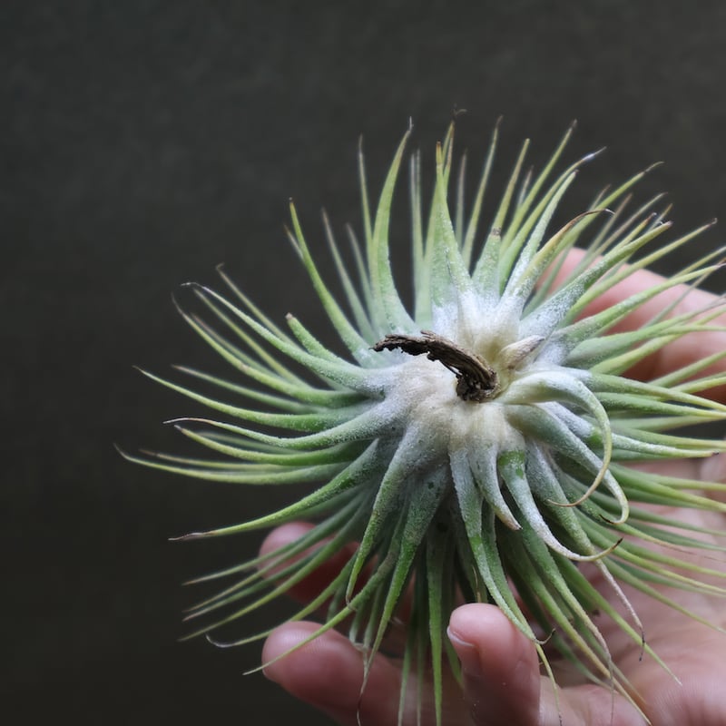 t*k様 イオナンタ スノーボール イオナンタ スノーボール 01号 | air-plants TENGU-DO