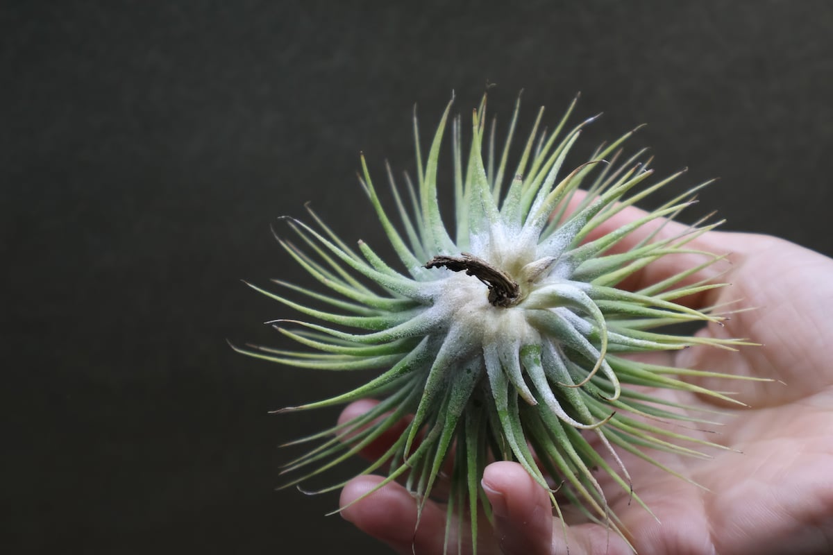 イオナンタ スノーボール 01号 | air-plants TENGU-DO