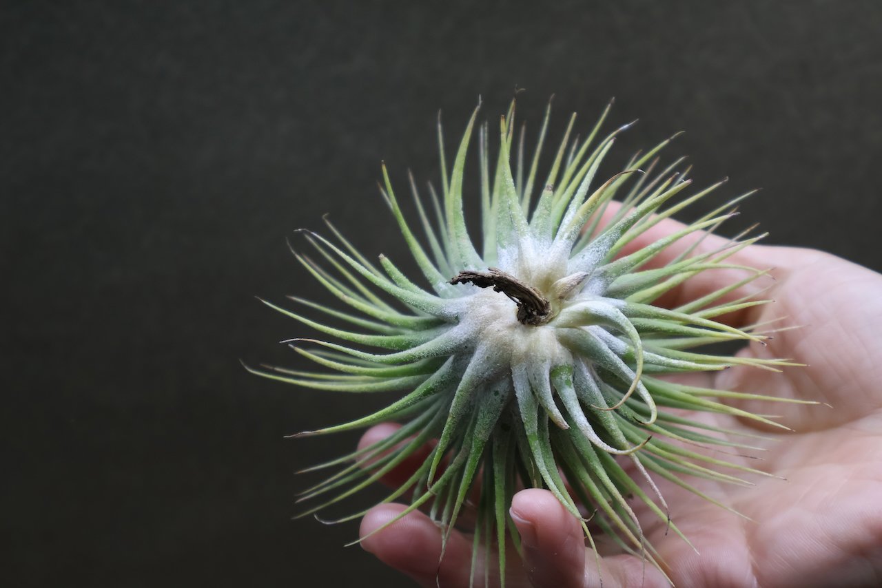 イオナンタ スノーボール 01号 | air-plants TENGU-DO