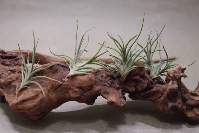 バンデンシス | air-plants TENGU-DO