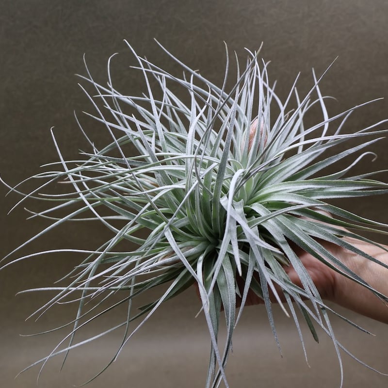 コットンキャンディ クランプ 花芽付き株 30号 | air-plants TENGU-DO