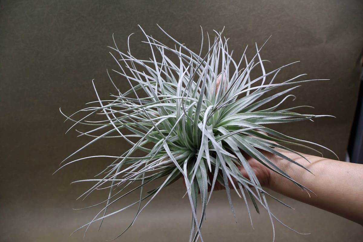 コットンキャンディ クランプ 花芽付き株 30号 | air-plants TENGU-DO