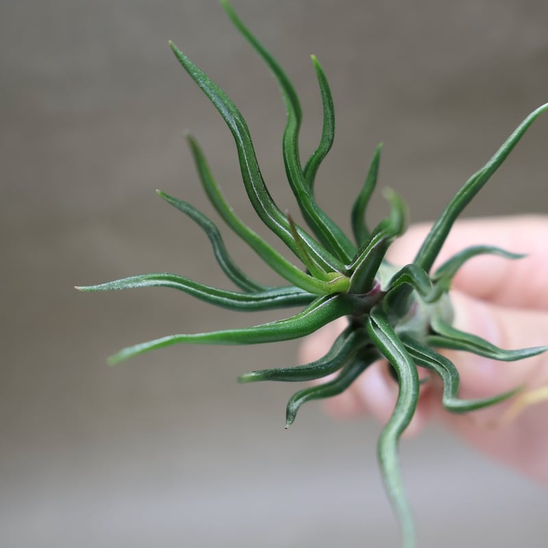 ブルボーサ タイニーダンサー | air-plants TENGU-DO