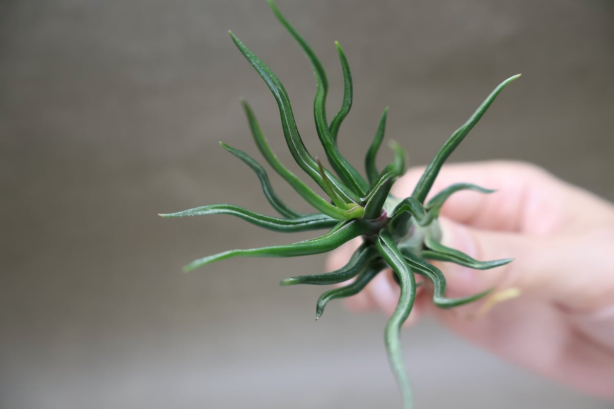 ブルボーサ タイニーダンサー | air-plants TENGU-DO