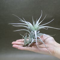 イオナンタ メキシカンゼブリナ 01号 | air-plants TENGU-DO