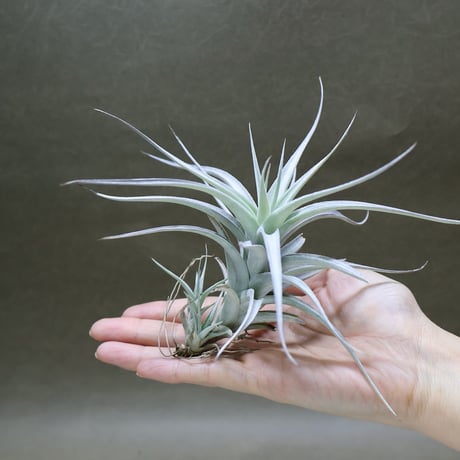CATEGORY エアープランツ（ティランジア） | air-plants TENGU-DO