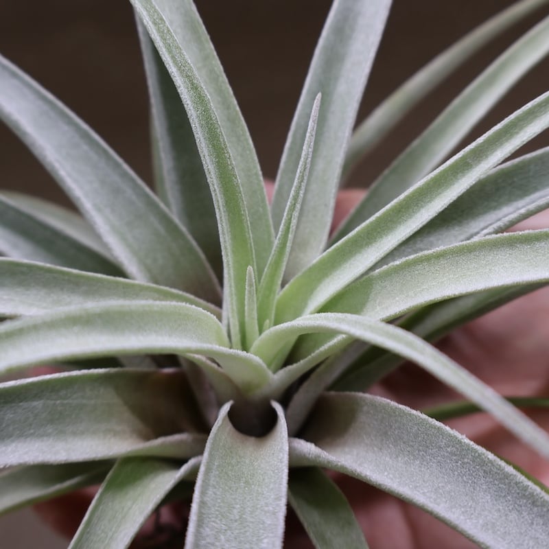 ベアコレアーレ × ハリシー 02号 | air-plants TENGU-DO