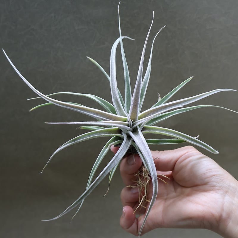 チアペンシス × エーレルシアナ 02号 | air-plants TENGU-DO