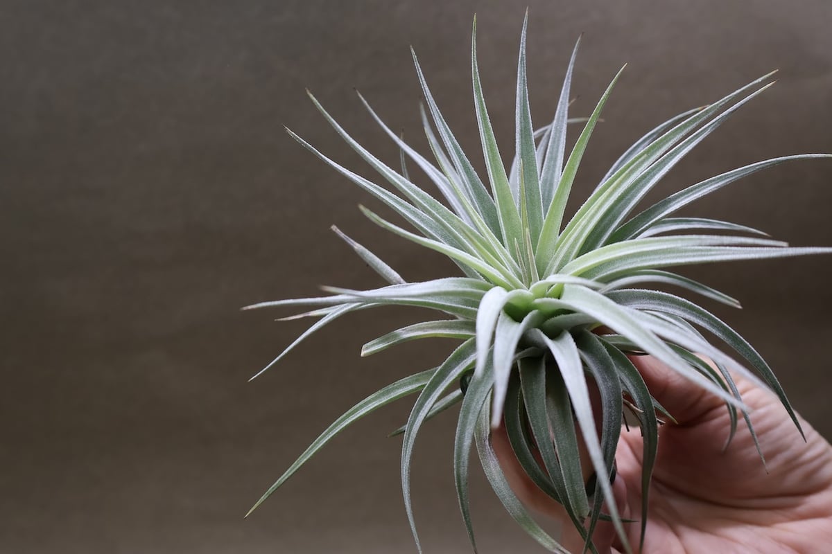 ディディスティカ 20号 | air-plants TENGU-DO