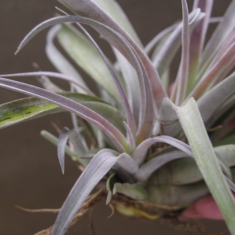 チアペンシス Lサイズ 09号 | air-plants TENGU-DO