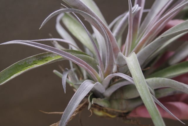 ストレチアアパス C3yoyodesign TiSS C3yoyodesign Accelerator