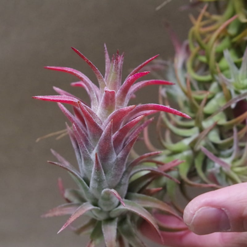 イオナンタ バンハイニンギー クランプ 09号 | air-plants TENGU-DO