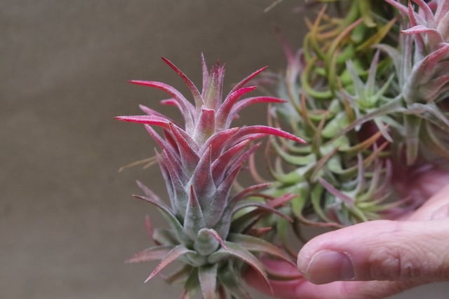 イオナンタ バンハイニンギー クランプ 09号 | air-plants TENGU-DO