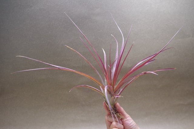 カピタータ マロン Sサイズ08号 | air-plants TENGU-DO
