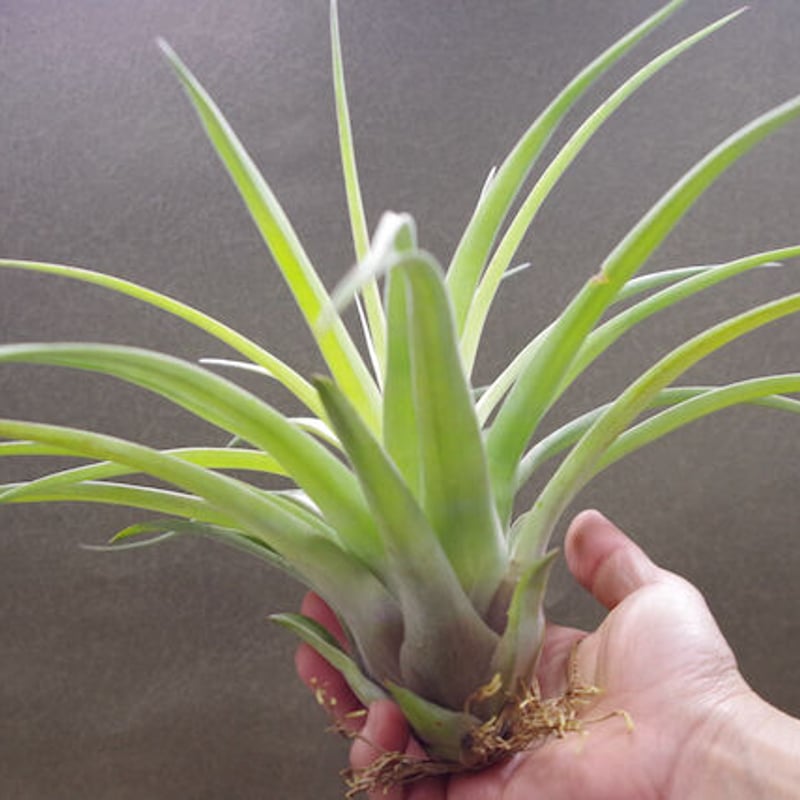 ファシクラータ × ストレプトフィラ 01号 | air-plants TENGU-DO