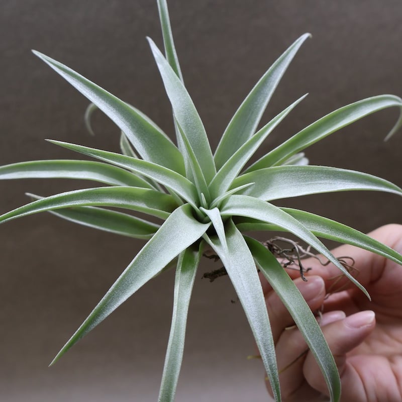 超希少❗️超特大❗️チランジア　カピタータ　シルバーローズ✨ 超希少❗️超特大❗️チランジア カピタータ シルバーローズ