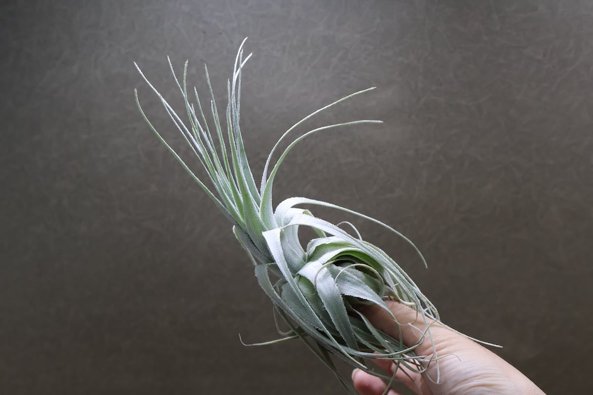 Kazukiyo様★ユーカリブレンド　ニューエア　ラヴィンツァラ　ヒバ　ミルラ Kazukiyo様☆ユーカリブレンド ニューエア ラヴィンツァラ ヒバ