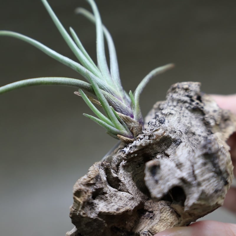 アルベルティアナ 26号 | air-plants TENGU-DO