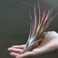 ヒルダエ 57号 | air-plants TENGU-DO
