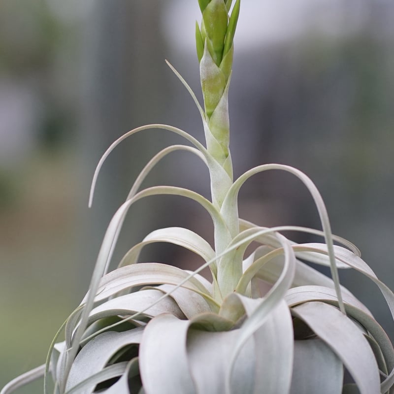 スタッフ特選】キセログラフィカ 花芽付き B号 | air-plants TENGU-DO