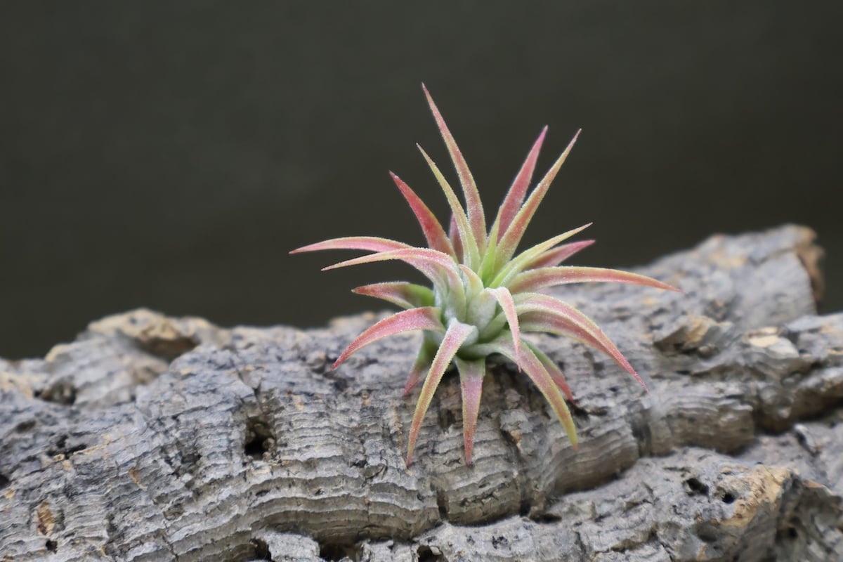 パチャラソラリシュ01号 | air-plants TENGU-DO